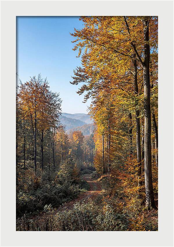 Autumn Serenity In Golden Hues
