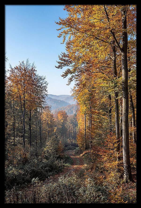 Autumn Serenity In Golden Hues