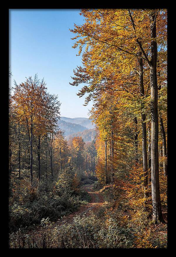 Autumn Serenity In Golden Hues
