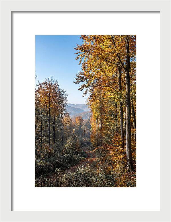 Autumn Serenity In Golden Hues