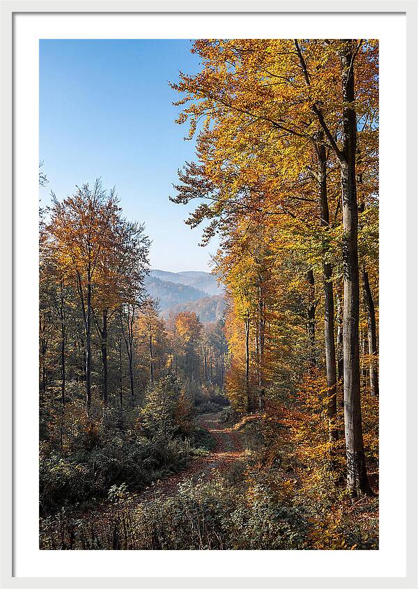 Autumn Serenity In Golden Hues
