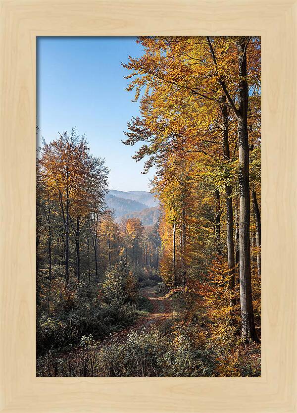 Autumn Serenity In Golden Hues