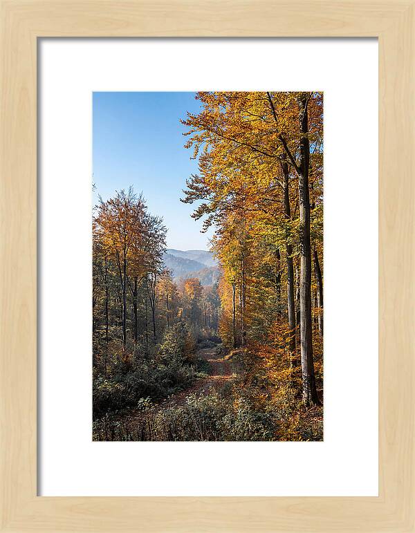 Autumn Serenity In Golden Hues