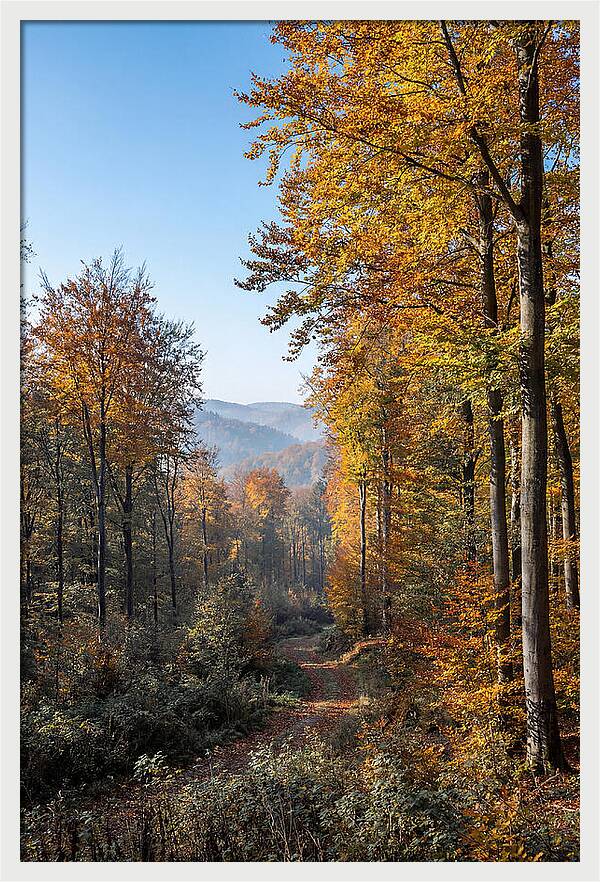 Autumn Serenity In Golden Hues