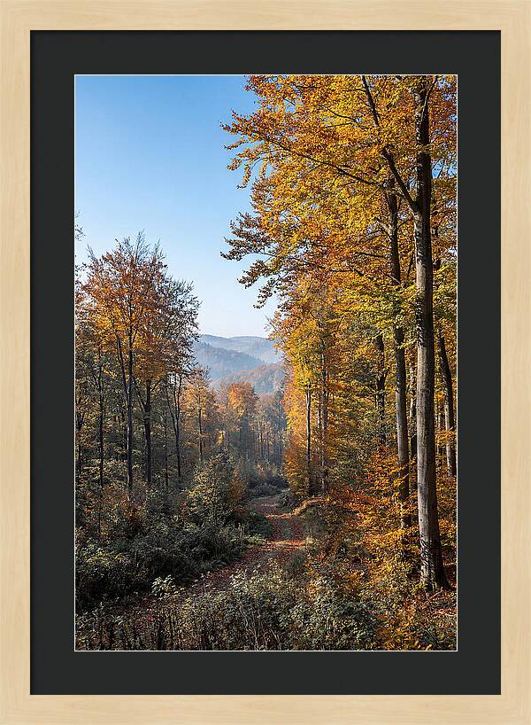 Autumn Serenity In Golden Hues