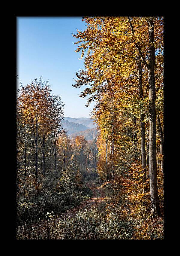 Autumn Serenity In Golden Hues