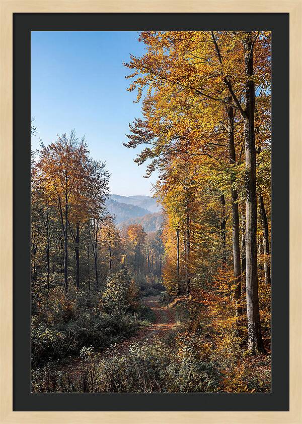 Autumn Serenity In Golden Hues