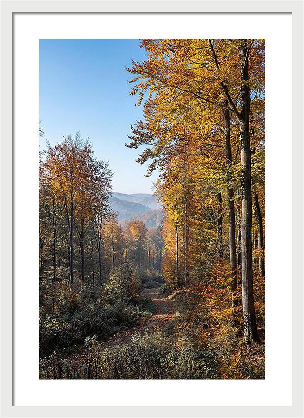 Autumn Serenity In Golden Hues