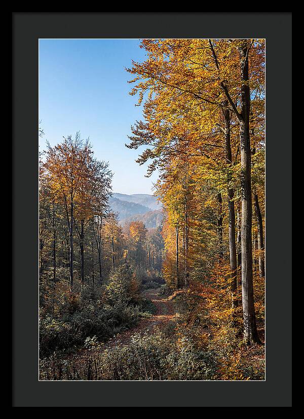 Autumn Serenity In Golden Hues
