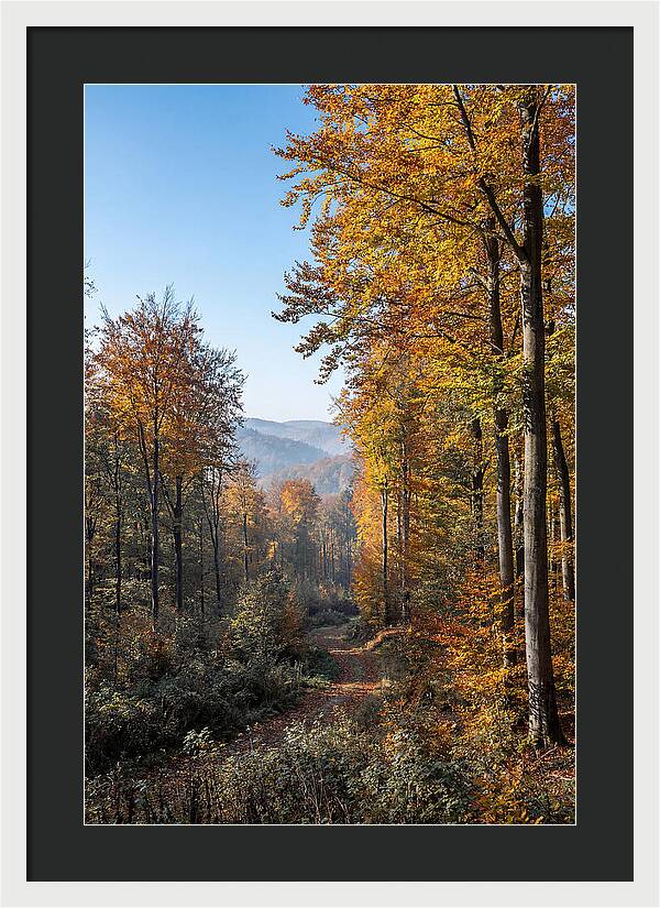 Autumn Serenity In Golden Hues