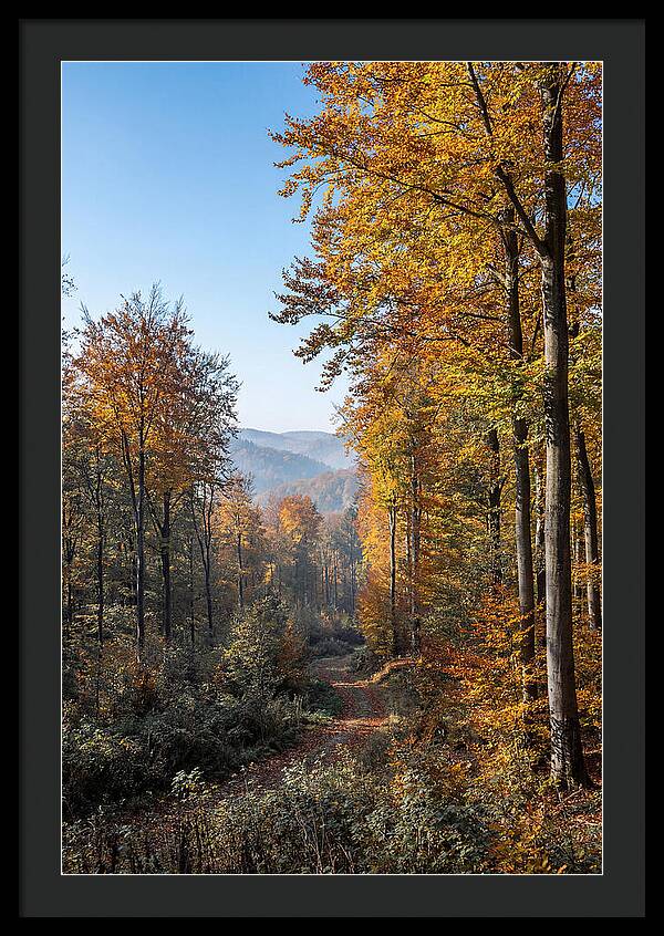 Autumn Serenity In Golden Hues