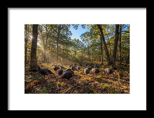 Autumn Turkeys Among The Trees