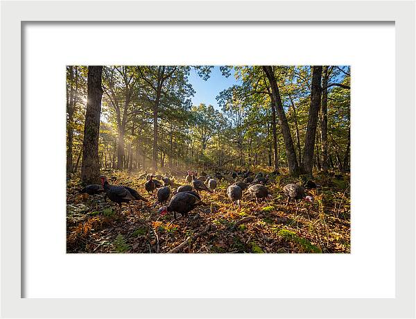 Autumn Turkeys Among The Trees
