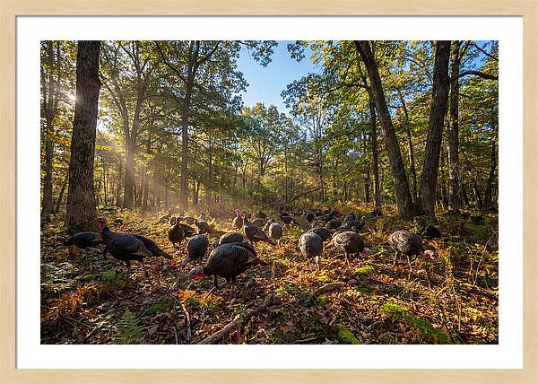 Autumn Turkeys Among The Trees