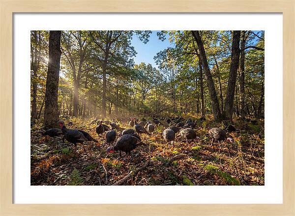Autumn Turkeys Among The Trees