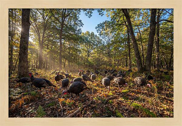 Autumn Turkeys Among The Trees