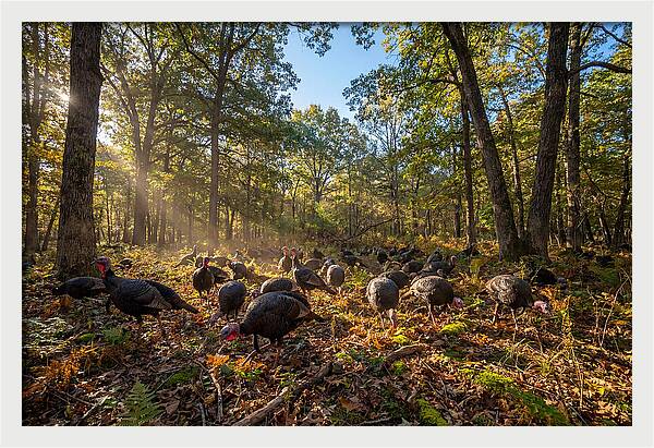 Autumn Turkeys Among The Trees