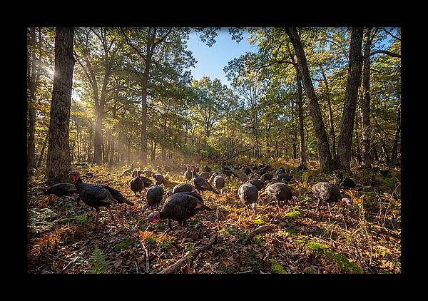Autumn Turkeys Among The Trees