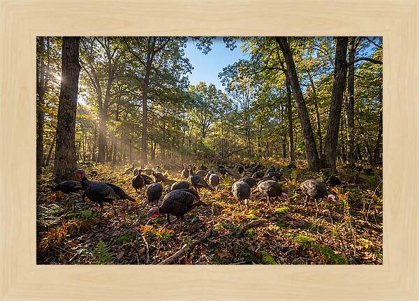 Autumn Turkeys Among The Trees