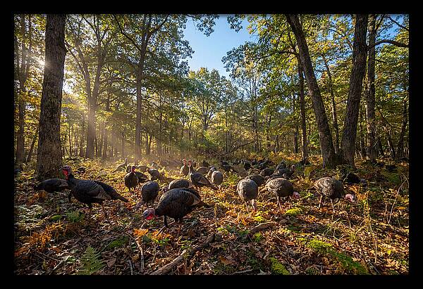 Autumn Turkeys Among The Trees