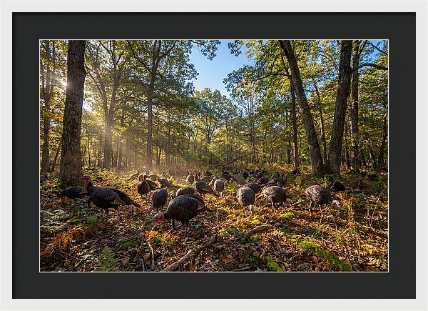 Autumn Turkeys Among The Trees