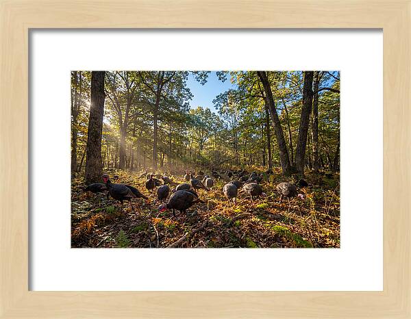 Autumn Turkeys Among The Trees