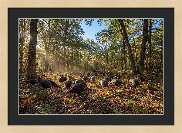 Autumn Turkeys Among The Trees