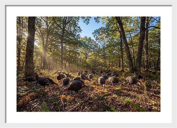 Autumn Turkeys Among The Trees