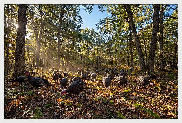 Autumn Turkeys Among The Trees