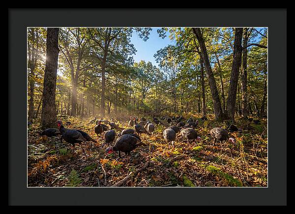 Autumn Turkeys Among The Trees
