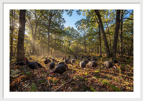 Autumn Turkeys Among The Trees