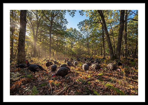 Autumn Turkeys Among The Trees