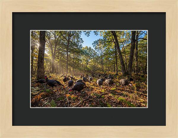 Autumn Turkeys Among The Trees