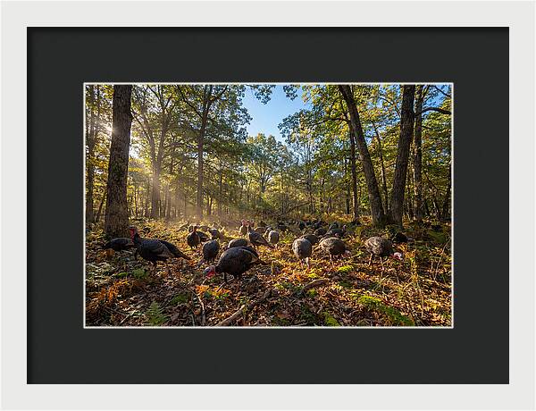Autumn Turkeys Among The Trees