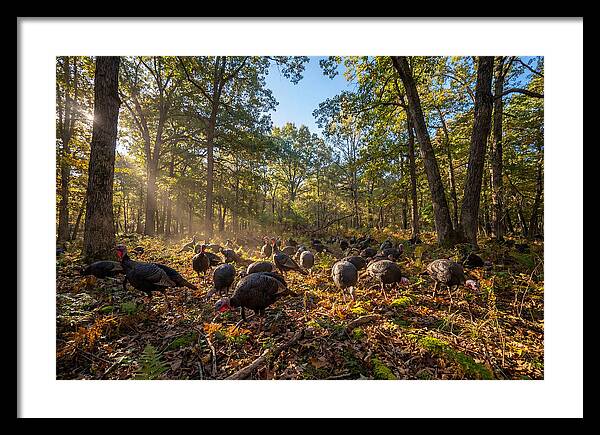 Autumn Turkeys Among The Trees