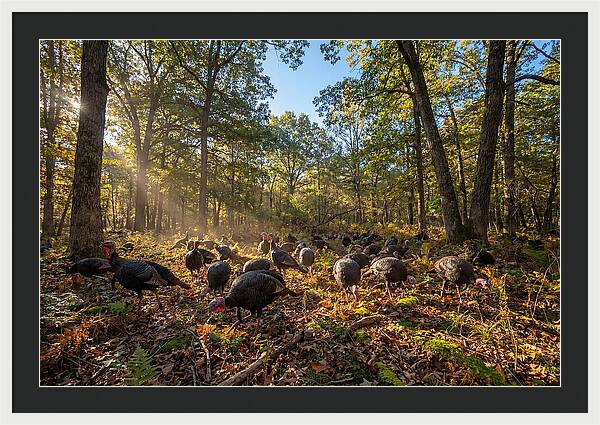 Autumn Turkeys Among The Trees