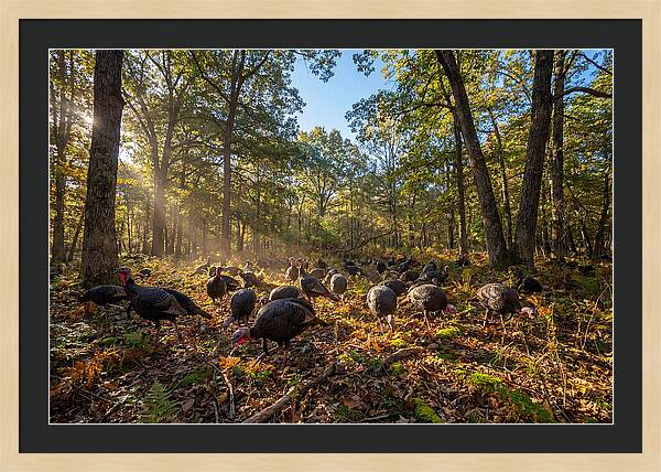 Autumn Turkeys Among The Trees