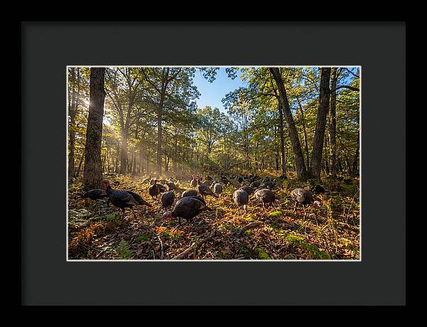 Autumn Turkeys Among The Trees