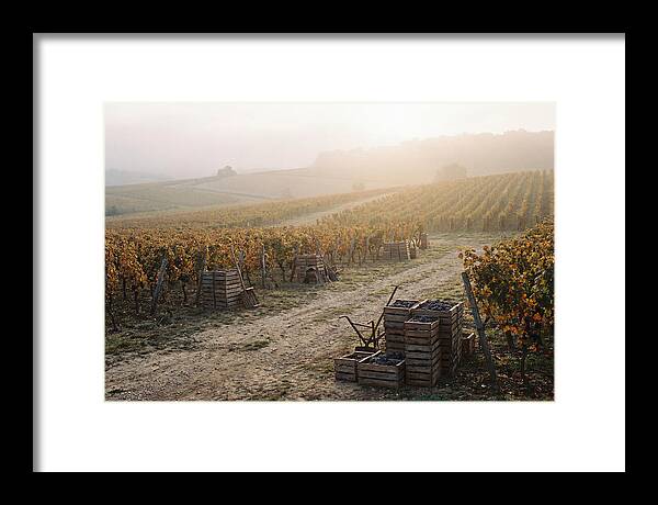 Autumn Vineyard Harvest