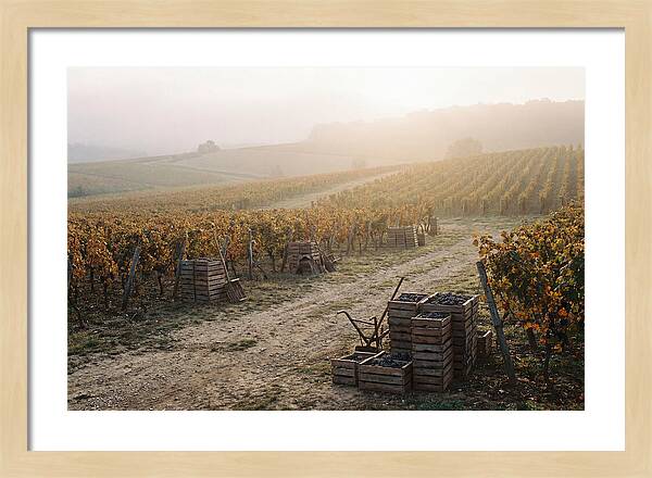 Autumn Vineyard Harvest