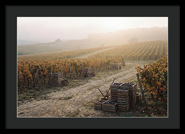Autumn Vineyard Harvest