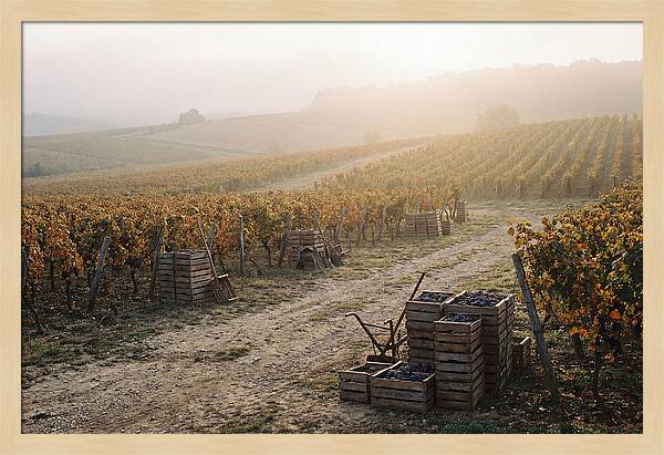 Autumn Vineyard Harvest