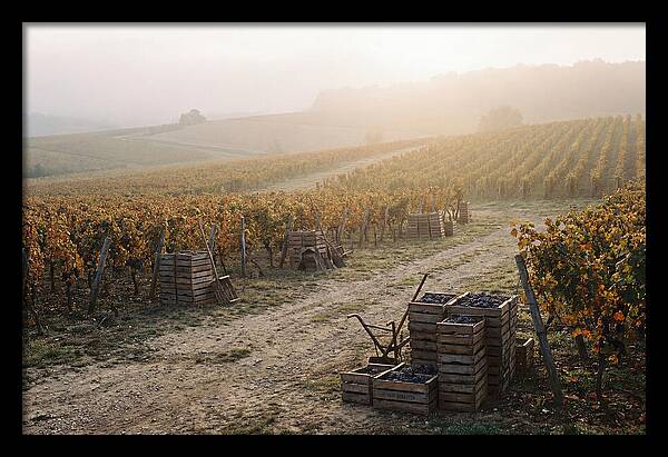 Autumn Vineyard Harvest