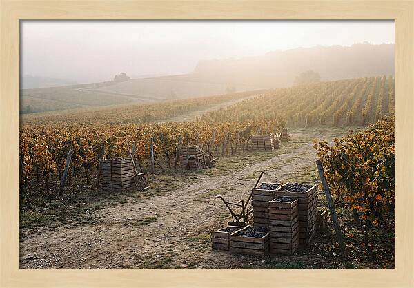 Autumn Vineyard Harvest
