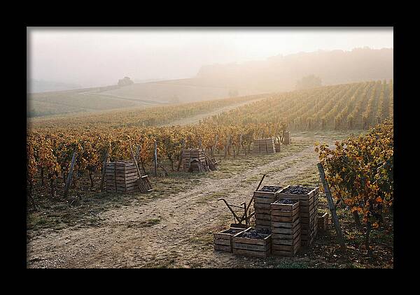 Autumn Vineyard Harvest