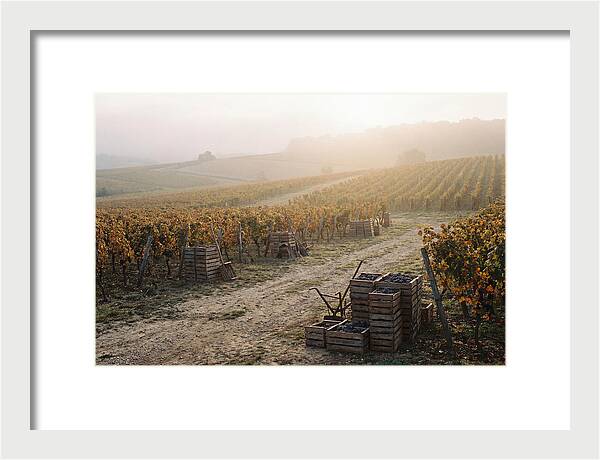 Autumn Vineyard Harvest