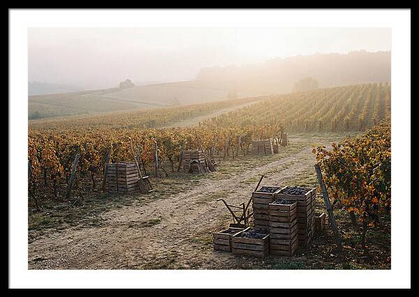 Autumn Vineyard Harvest
