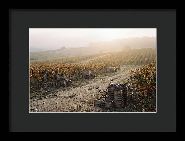 Autumn Vineyard Harvest