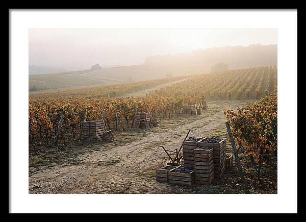 Autumn Vineyard Harvest