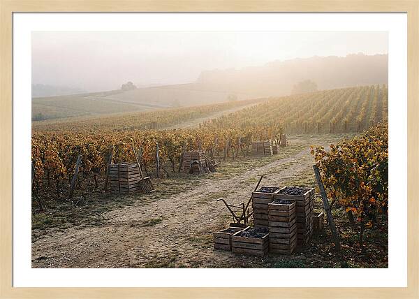 Autumn Vineyard Harvest